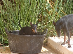 Pan in Spain