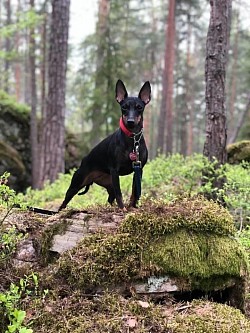 Storm in the forest