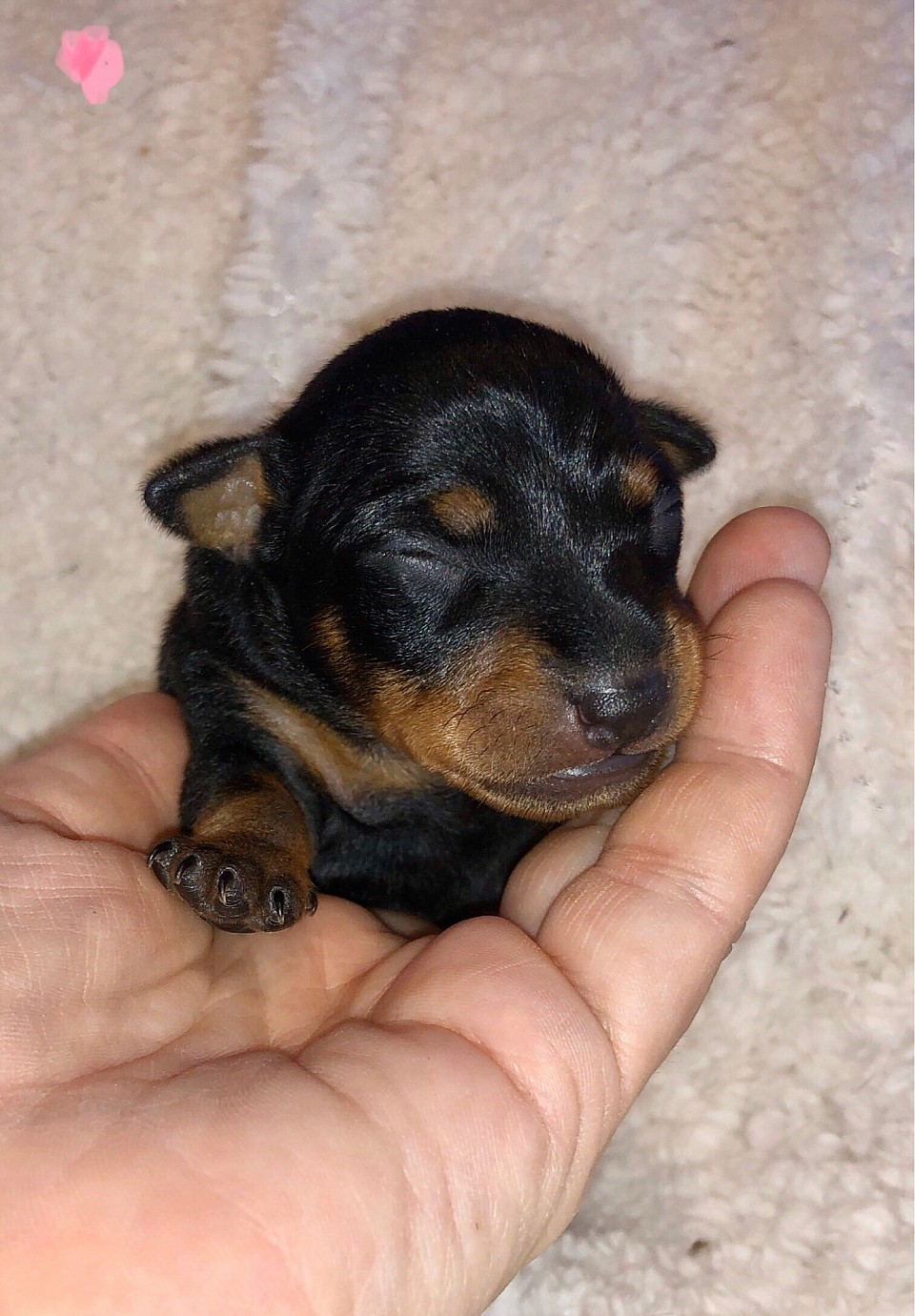 Puppy, one day old