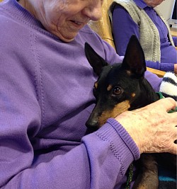 Tom at work as theraphy dog