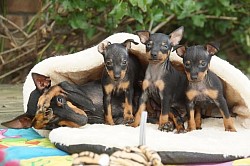 Leia with puppies