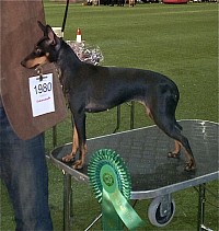 Milo, Best in Group 4, NKK