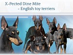 X-Pected Dine Mite - English toy terrier